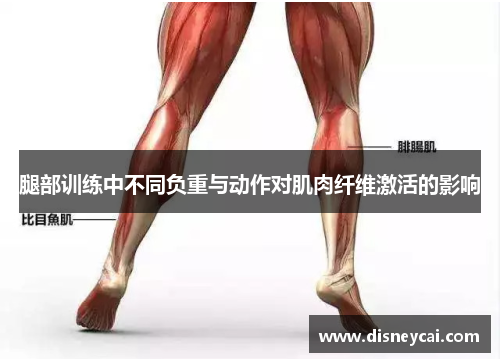 腿部训练中不同负重与动作对肌肉纤维激活的影响